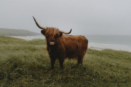 Portrait horned brown Highland Cow on grassy cliff above ocean beach