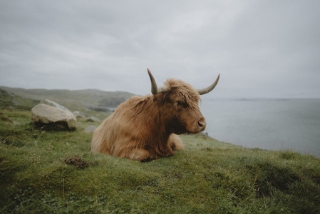 Brown horned Highland Coo laying on grassy cliff above ocean