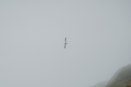 Seagull flying in foggy gray sky