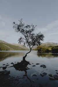 Silhouetted lone tree growing in tranquil lake