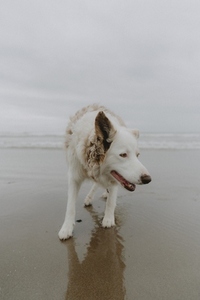 Happy dog on wet sandy ocean beach