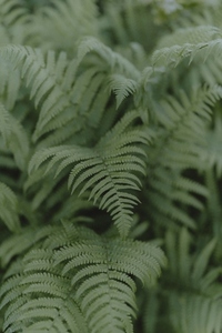 Close up detail textured green fern plant leaves