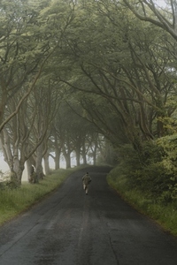 Man jogging on wet tranquil green treelined road