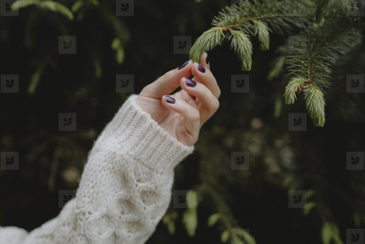 Close up womans manicured hand touching green fir tree branch