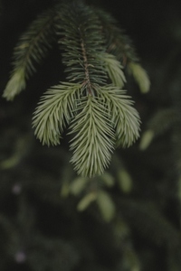 Close up green fir tree branch