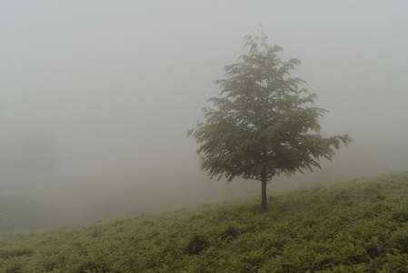 Lone green tree in fog
