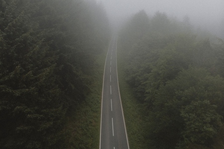 Road through foggy forest with green trees
