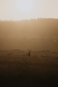 Buck standing in tranquil golden grassy field at sunrise 1