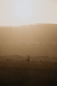 Buck standing in tranquil golden grassy field at sunrise 2