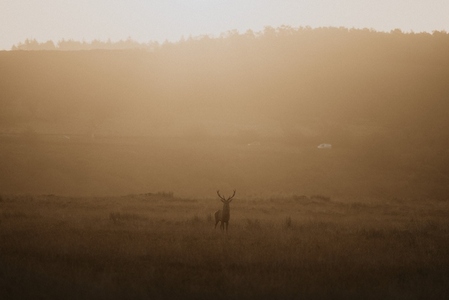 Buck standing in tranquil golden grassy field at sunrise 3