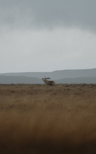 Elk bugling in grassy field under overcast sky 2