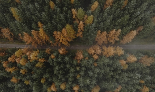Aerial view forest trees changing color from green to orange