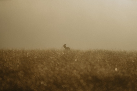 Silhouetted deer in sunny golden foggy field at sunrise