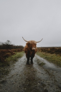 Portrait brown Highland Cow on rural wet country road 1