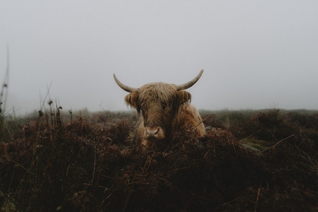 Portrait wet Highland Coo laying in wet rural field