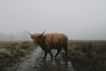 Portrait wet brown Highland Coo on rainy rural country road 1