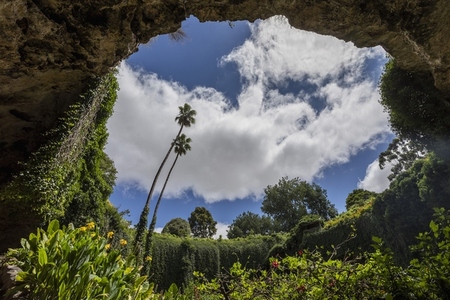 Low angle view lush foliage growing in cave under sunny sky