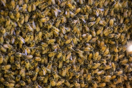 Full frame Ligurian Bees on hive
