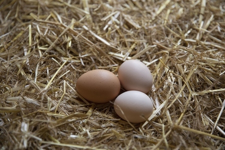 Organic brown eggs in hay