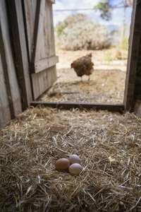 Chicken outside coop with eggs in straw