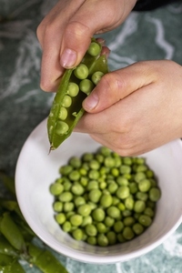 Close up hands of boy shelling fresh green peas