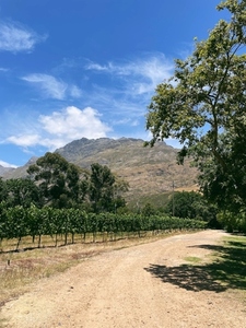 View on mountain and vineyard