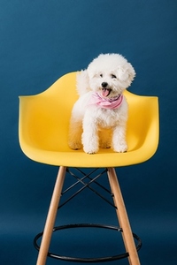 Cute white dog sitting on a yellow chair against a blue backdrop in studio