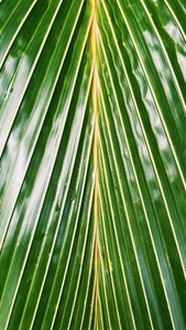 Cropped shot of a big palm leaf