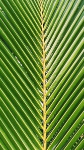 Branch of a tropical palm with a lots of leafs