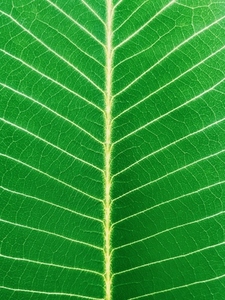 Cropped shot of a green leaf