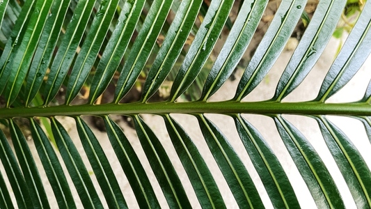 Branch of a palm with many green leafs
