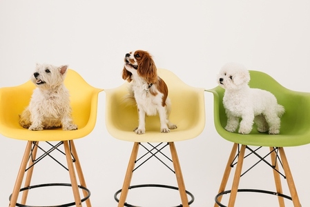 Three cute dogs sitting on chairs in studio at white background