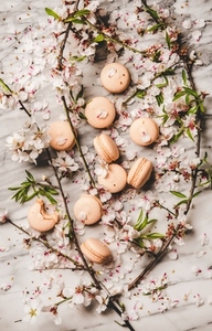 Flat lay of macaron cookies and white blossom flowers  vertical composition
