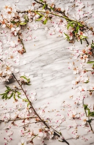 Flat lay of white spring blossom flowers over white marble background