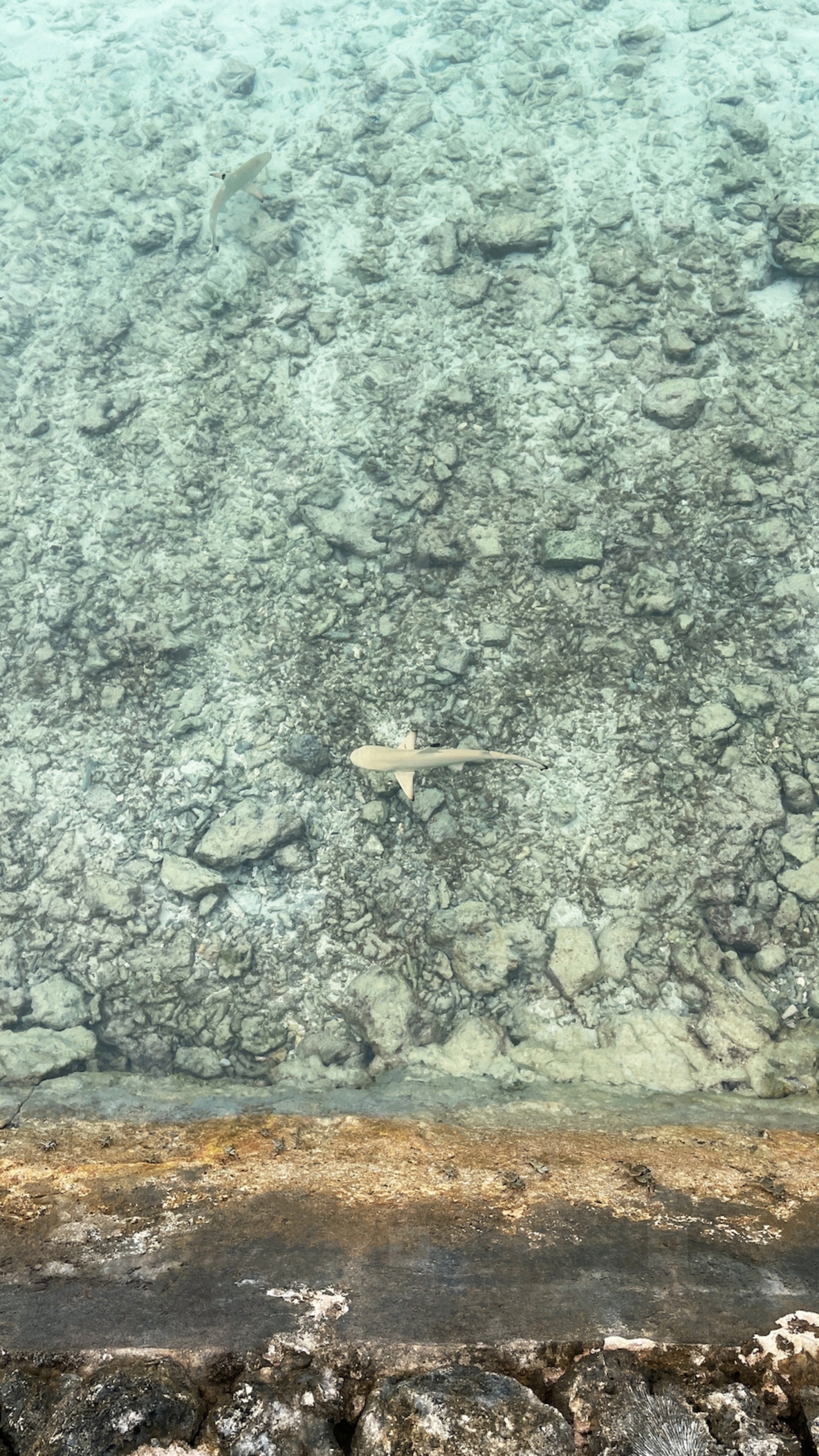 Top view on the clean ocean water with small sharks
