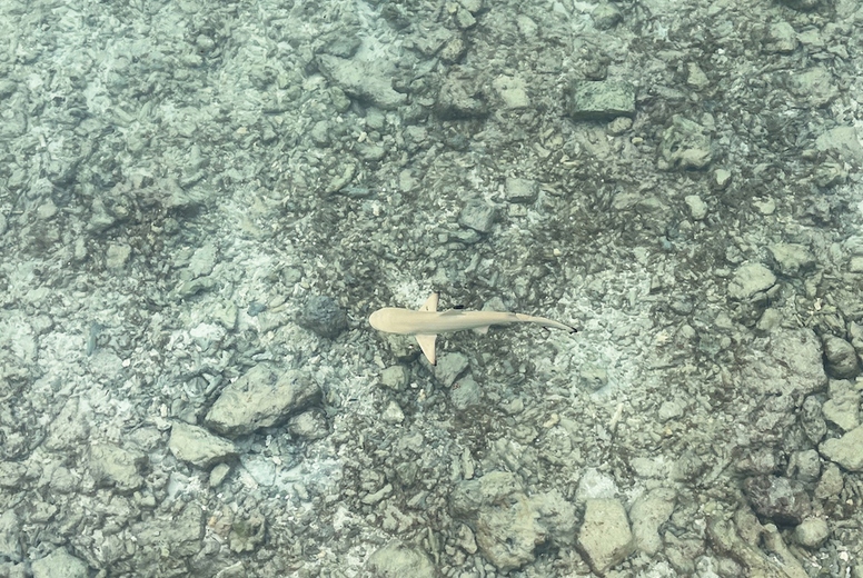 Top view on the clean ocean water with small sharks