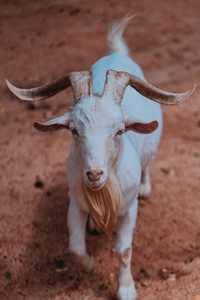 Goat up Close