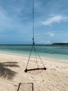 Swing chair hanging from a palm tree by ocean