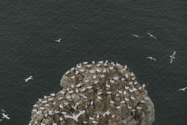 Aerial view gannet colony on top of cliff over ocean
