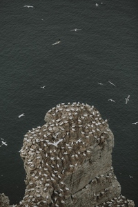 Aerial view gannet colony on top of cliff over ocean