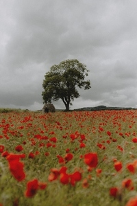 Lone tree in idyllic rural red poppy field