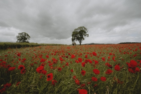 Idyllic red poppy field in tranquil countryside