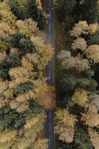 Aerial view road among autumn trees in woods