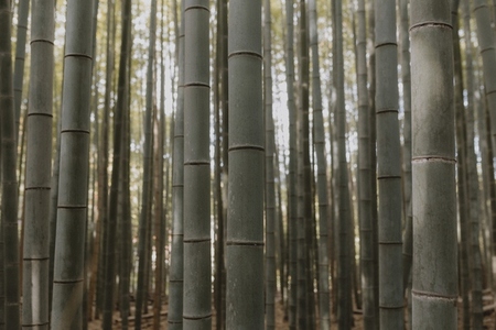 Close up bamboo trees growing in forest