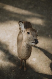 Portrait cute brown deer fawn