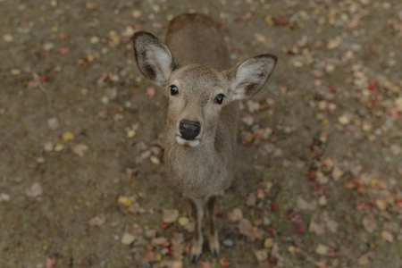 High angle portrait cute brown deer fawn looking at camera