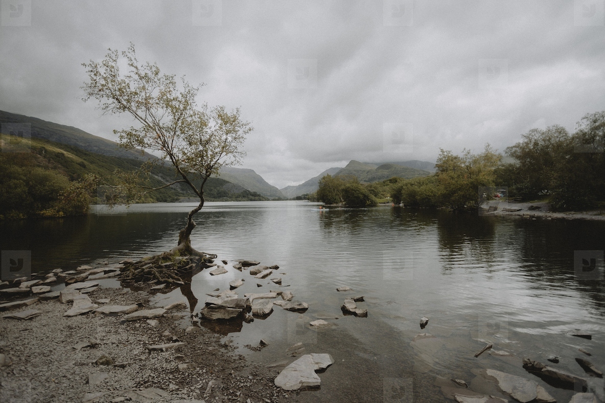 Lone tree over tranquil remote lake 2 stock photo (262094) - YouWorkForThem