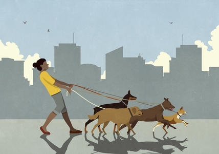 Female dog walker walking dogs on leashes in city