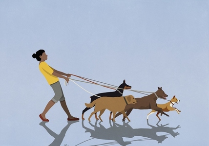 Female dog walker walking dogs on leashes against blue background