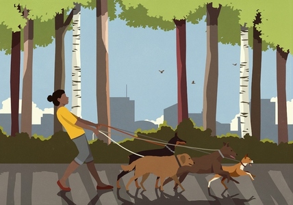 Female dog walker walking dogs on leashes in city park